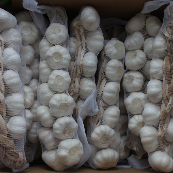 product-600-600